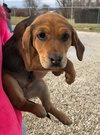 Rr Litter Paprika - ADOPTED 02.12.18