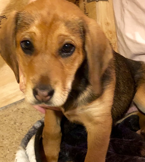 Rr Litter Paprika - ADOPTED 02.12.18