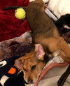 Rr Litter Paprika - ADOPTED 02.12.18