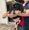 Rr Litter Chipotle - ADOPTED 02.06.18