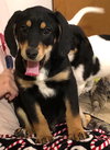 Rr Litter Chipotle - ADOPTED 02.06.18