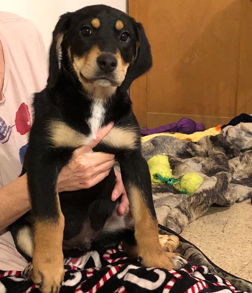 Rr Litter Chipotle - ADOPTED 02.06.18