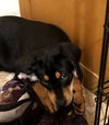 Rr Litter Chipotle - ADOPTED 02.06.18