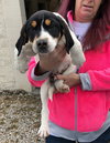 Rr Litter Basil - ADOPTED 02.06.18