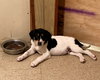 Rr Litter Basil - ADOPTED 02.06.18