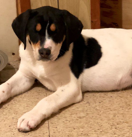 Rr Litter Basil - ADOPTED 02.06.18