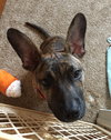 Theia - ADOPTED 03.07.18