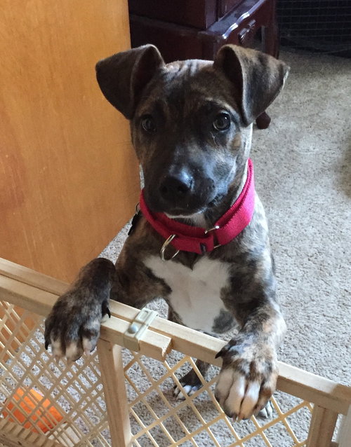 Theia - ADOPTED 03.07.18