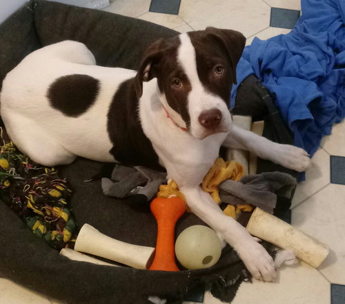 Brady - ADOPTED 02.23.18