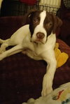 Brady - ADOPTED 02.23.18