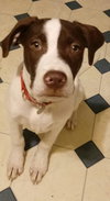 Brady - ADOPTED 02.23.18