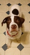 Brady - ADOPTED 02.23.18