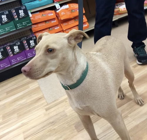Maple - Xr Litter (mom) - ADOPTED 09.24.18