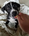 Zinfandel - Tr Litter - ADOPTED 07.12.18