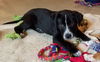 Zinfandel - Tr Litter - ADOPTED 07.12.18