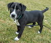 Zinfandel - Tr Litter - ADOPTED 07.12.18