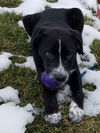 Zinfandel - Tr Litter - ADOPTED 07.12.18