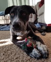 Zinfandel - Tr Litter - ADOPTED 07.12.18