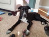 Zinfandel - Tr Litter - ADOPTED 07.12.18
