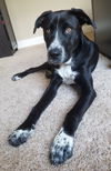 Zinfandel - Tr Litter - ADOPTED 07.12.18