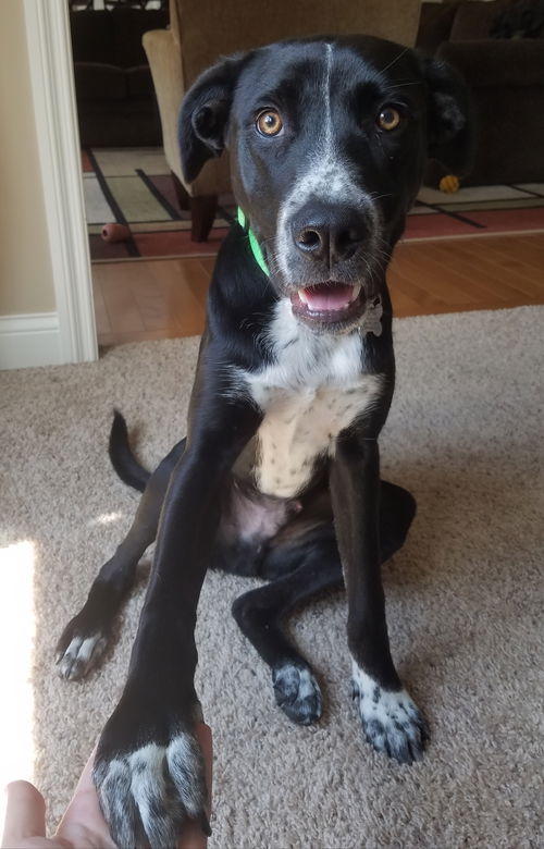 Zinfandel - Tr Litter - ADOPTED 07.12.18