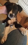 Tr Litter Merlot - ADOPTED 03.05.18