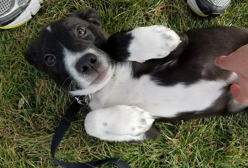 Tr Litter Merlot - ADOPTED 03.05.18