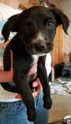 Tr Litter Malbec - ADOPTED 02.24.18