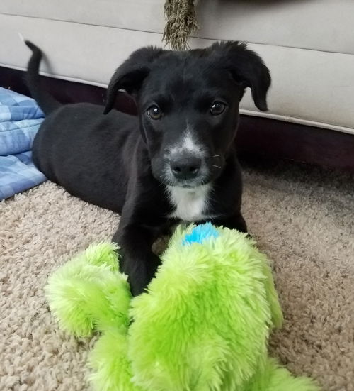 Tr Litter Malbec - ADOPTED 02.24.18