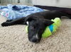 Tr Litter Malbec - ADOPTED 02.24.18