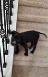 Tr Litter Malbec - ADOPTED 02.24.18