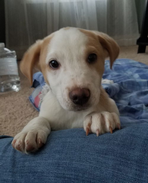 Tr Litter Moscato - ADOPTED 02.11.18