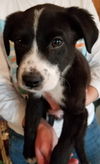 Tr Litter Shiraz - ADOPTED 02.18.18