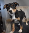 Tr Litter Marsala - ADOPTED 03.18.18