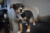 Tr Litter Marsala - ADOPTED 03.18.18