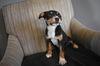 Tr Litter Marsala - ADOPTED 03.18.18