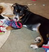 Tr Litter Marsala - ADOPTED 03.18.18