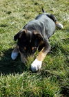 Tr Litter Marsala - ADOPTED 03.18.18