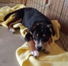 Tr Litter Marsala - ADOPTED 03.18.18