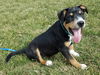 Tr Litter Marsala - ADOPTED 03.18.18