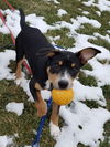 Tr Litter Marsala - ADOPTED 03.18.18