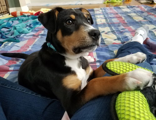Tr Litter Marsala - ADOPTED 03.18.18