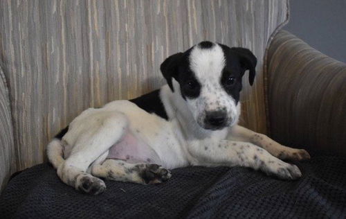 Tr Litter Pinot - ADOPTED 02.18.18