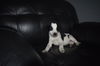 Tr Litter Pinot - ADOPTED 02.18.18