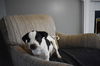 Tr Litter Pinot - ADOPTED 02.18.18