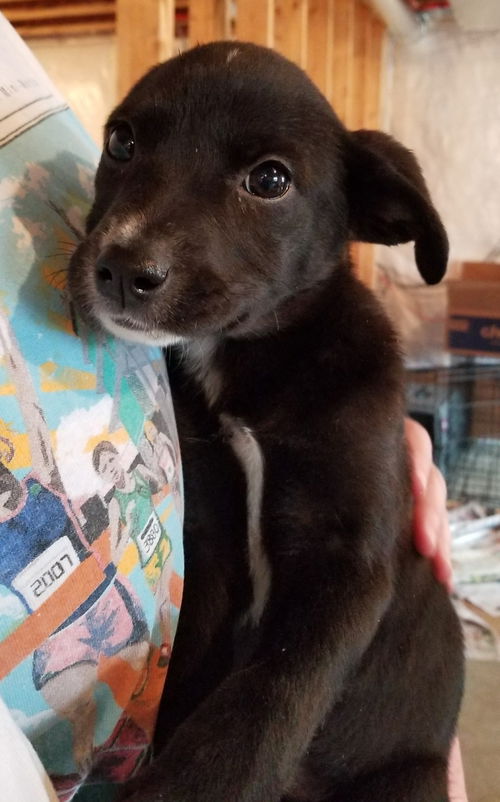 Tr Litter Chablis - ADOPTED 02.11.18
