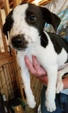 Tr Litter Riesling - ADOPTED 03.02.18