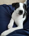 Tr Litter Riesling - ADOPTED 03.02.18