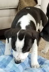Tr Litter Riesling - ADOPTED 03.02.18