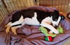Tr Litter Riesling - ADOPTED 03.02.18